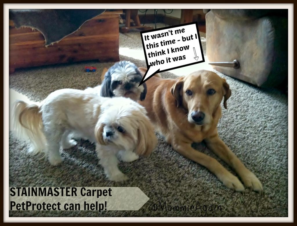 Love Your Pets AND Your Carpet! STAINMASTER PetProtect Carpet System