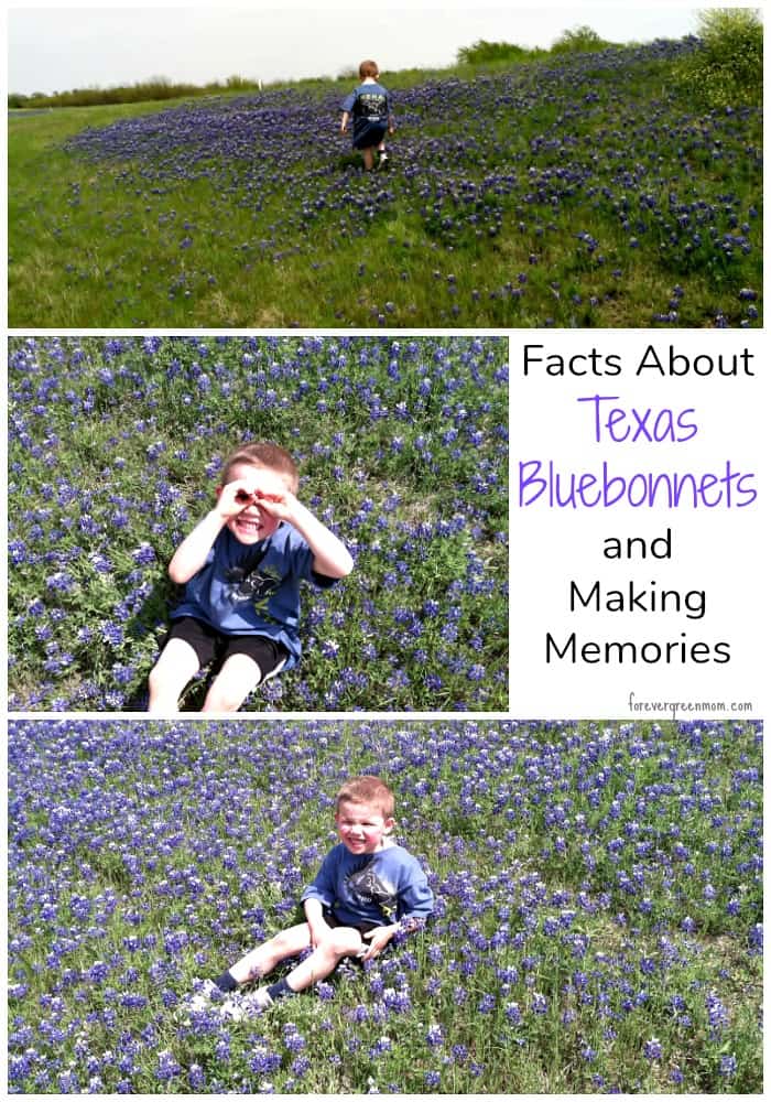 Facts About Texas Bluebonnets AND Making Memories #texasbluebonnets
