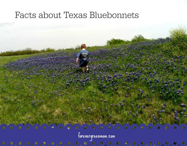 Real Facts About Texas Bluebonnets