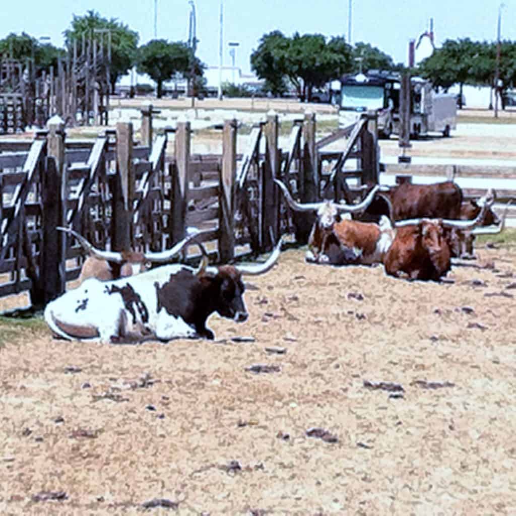 Fun Things to do at the Fort Worth Stockyards, FTW, TX Fun Things to do at the Fort Worth Stockyards, FTW, TX