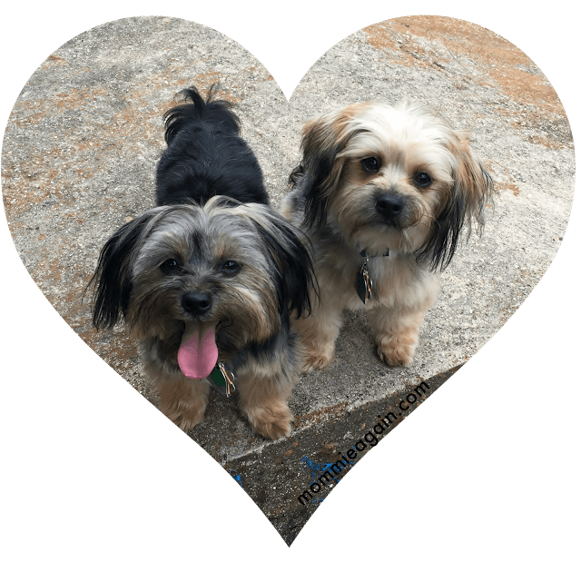 Havanese Yorkie rescue puppies You CAN Rely on Rover the Dog Sitter