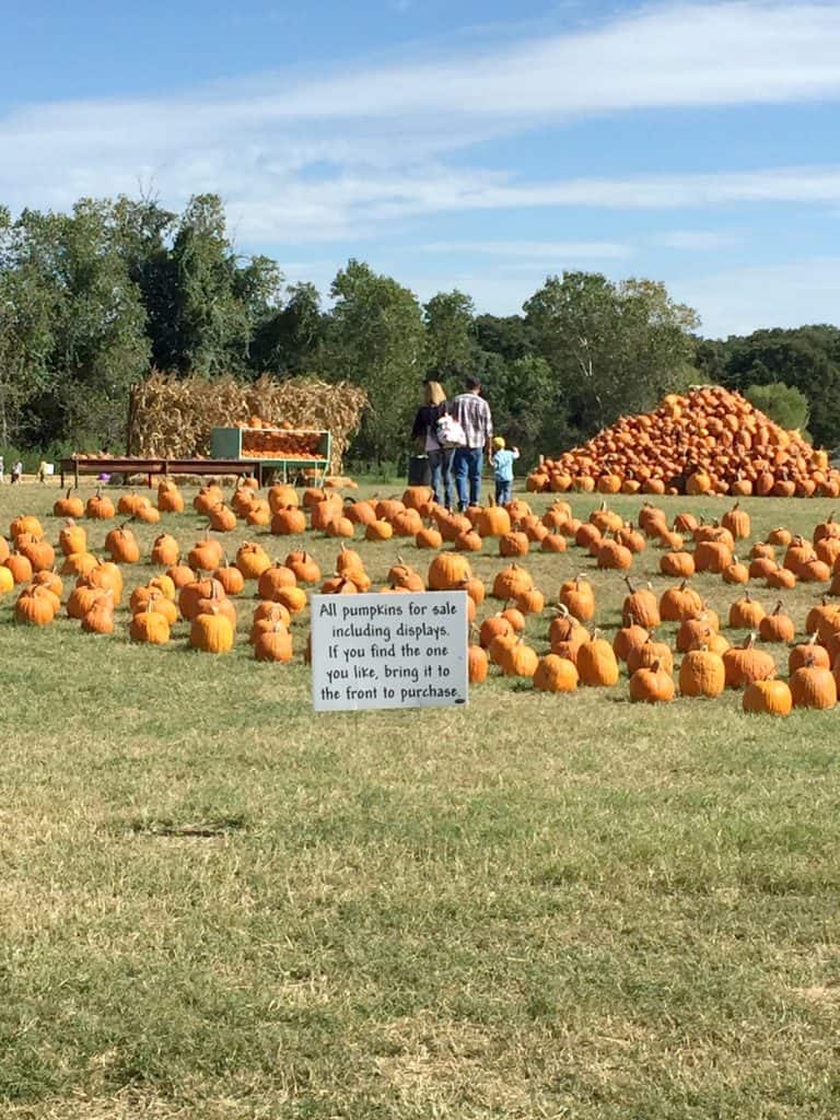 lone-star-family-farm-pumpkins