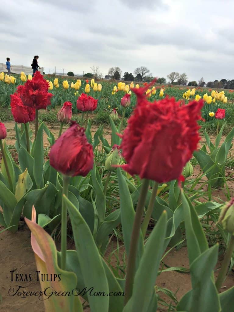 Visit Texas Tulips for Awesome Photography My Traveling Roads