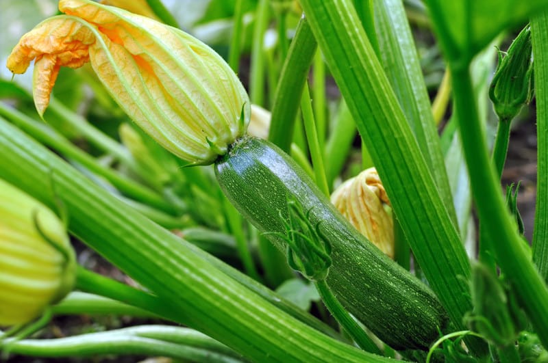 Tips-and-Tricks-to-Growing-Zucchini Tips and Tricks to Growing Zucchini