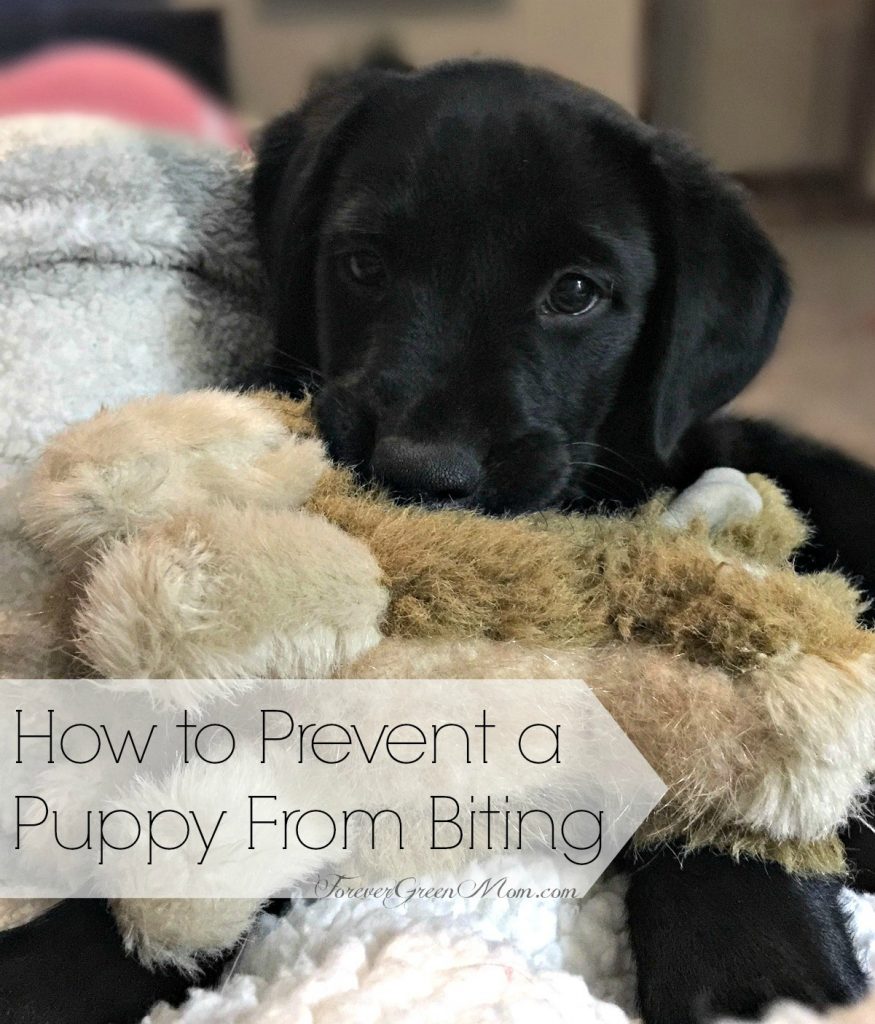 How to Prevent a Puppy From Biting