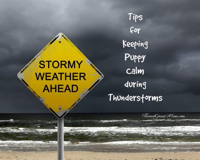 Tips for Keeping Puppy Calm During Thunderstorms