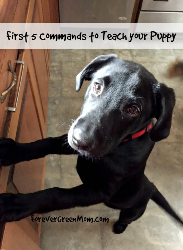 First 5 Commands to Teach Your Puppy