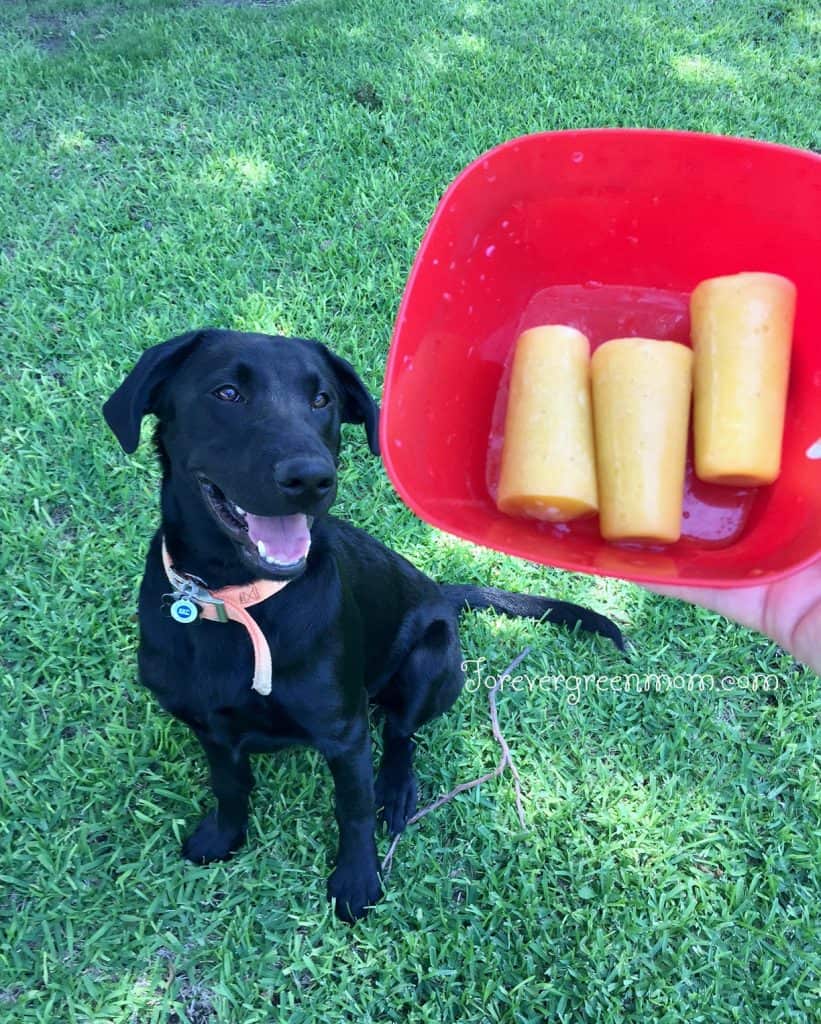 Tropical-Flavored Dog AND Kid Popsicles