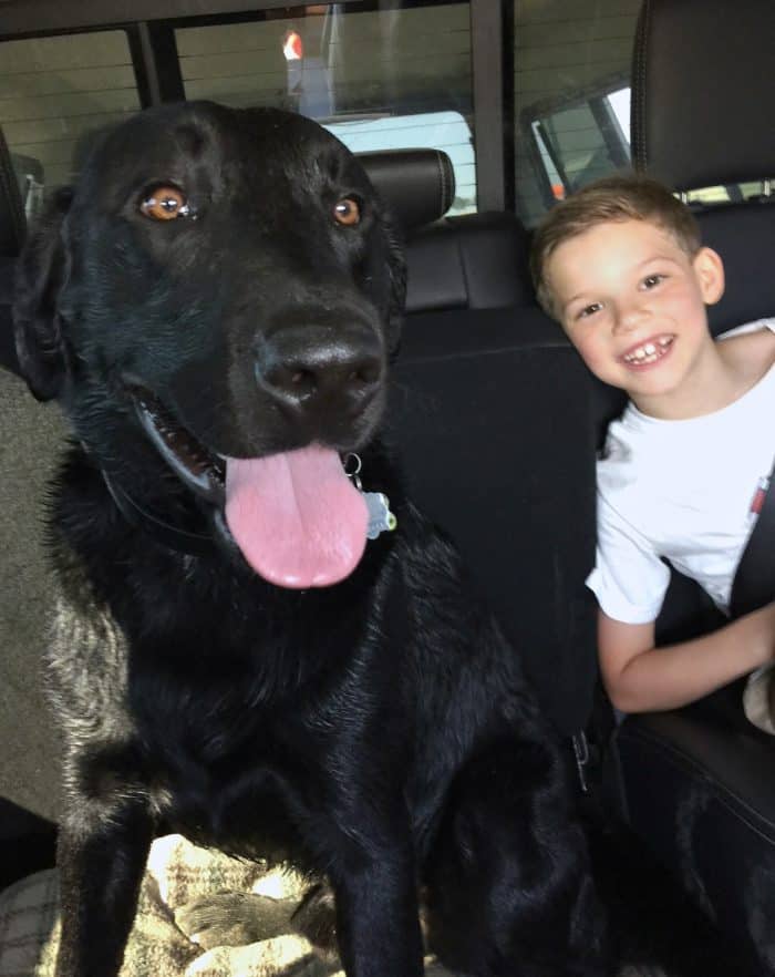 Black Lab and kid in car