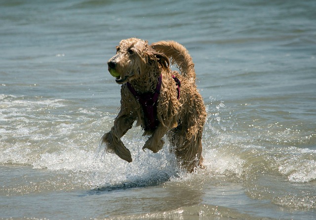 Top 10 USA Dog Beaches to Visit this Summer