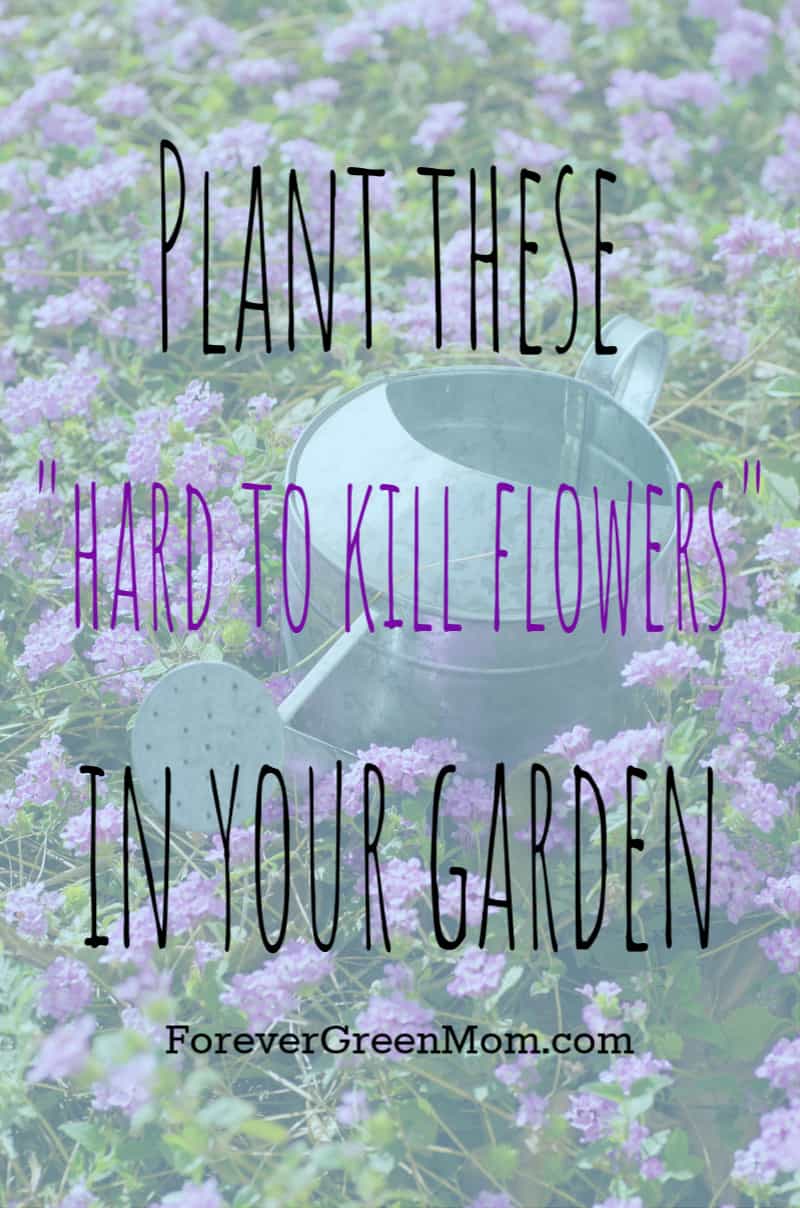 Hard to Kill Flowers for Your Garden