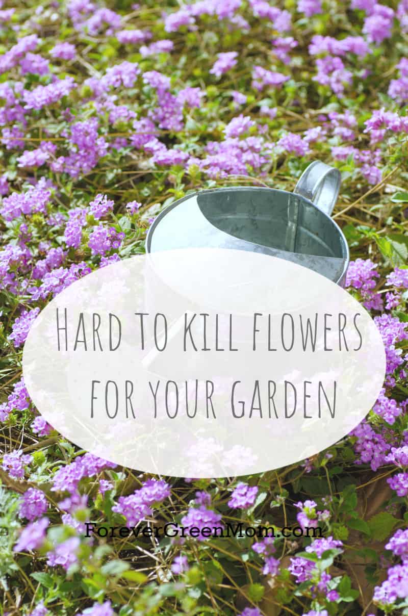 Hard to Kill Flowers for Your Garden