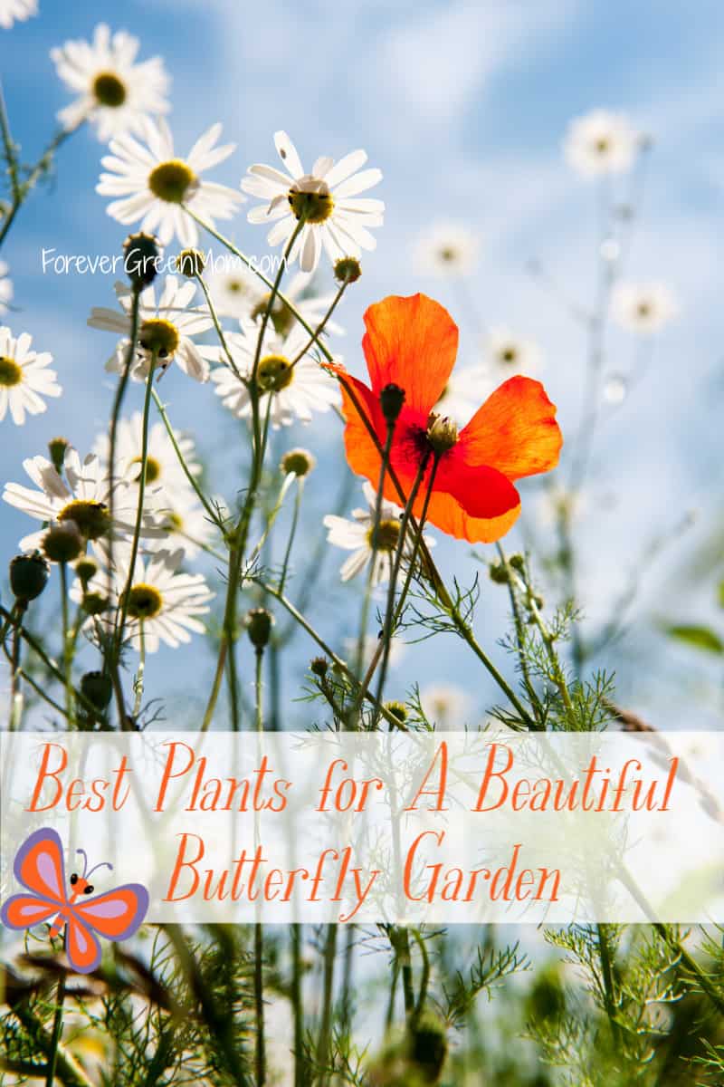 Best Flowers for A Butterfly Garden