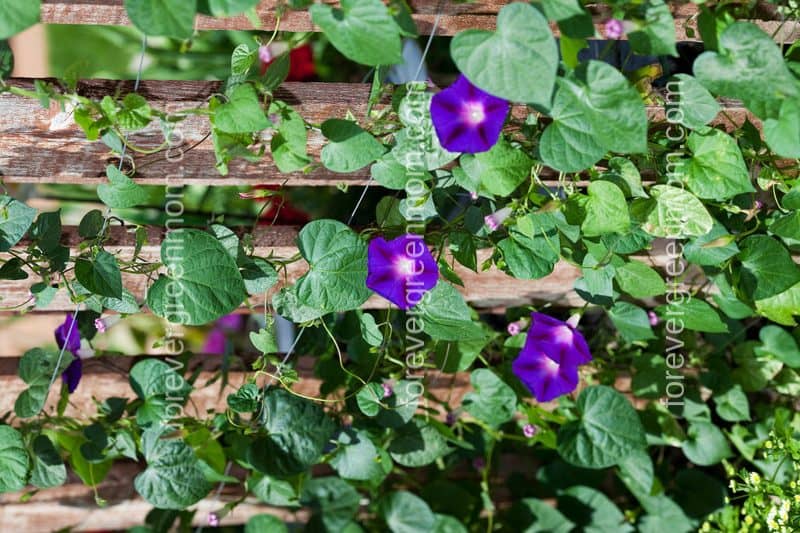 Try these Hard To Kill Flowers for Your Garden