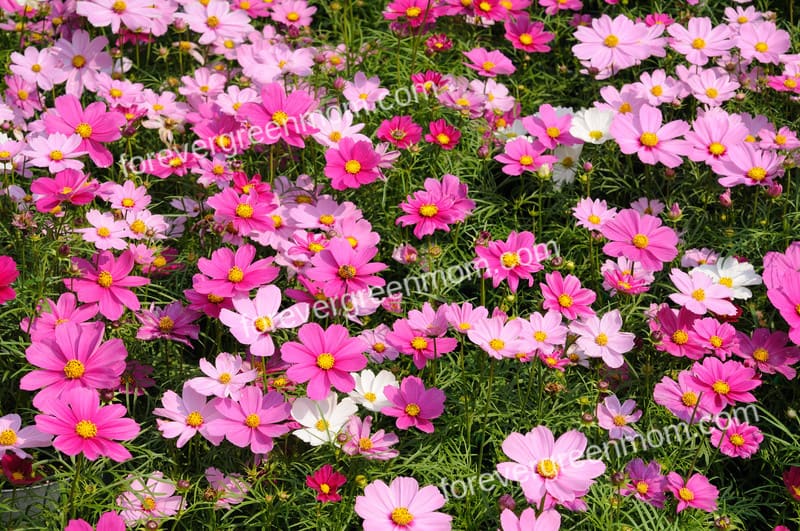 Try these Hard To Kill Flowers for Your Garden