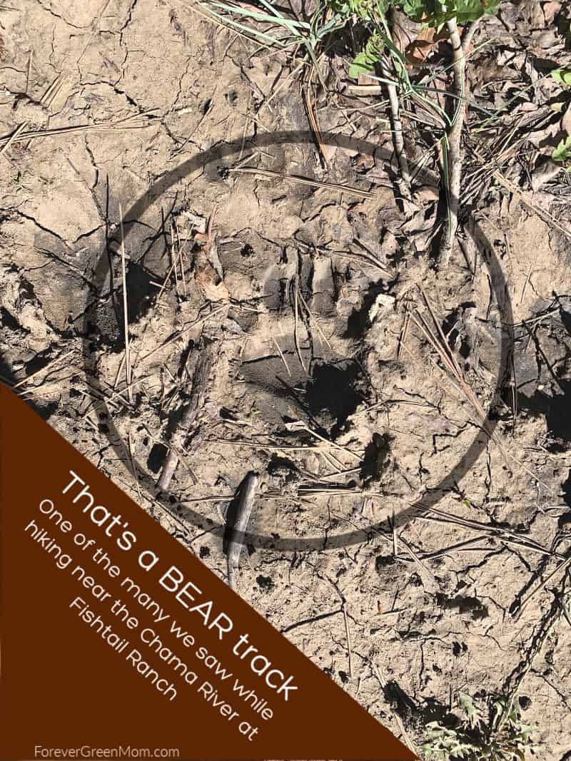 Bear Tracks spotted on Fishtail Ranch in Chama NM