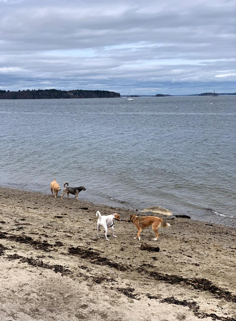 dogs near beach in Portland, ME