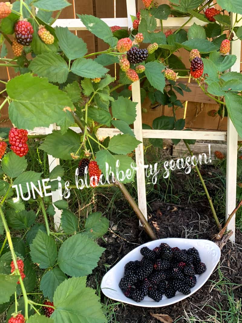 Blackberry bush in 2019