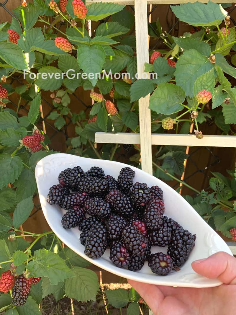 Fresh blackberries in front of blackberry bush