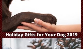 Holiday Day Gifts for Your Dog