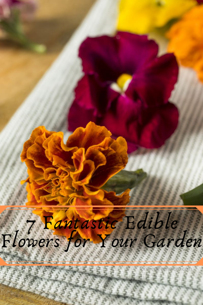 Seven Edible Flowers for Your Garden
