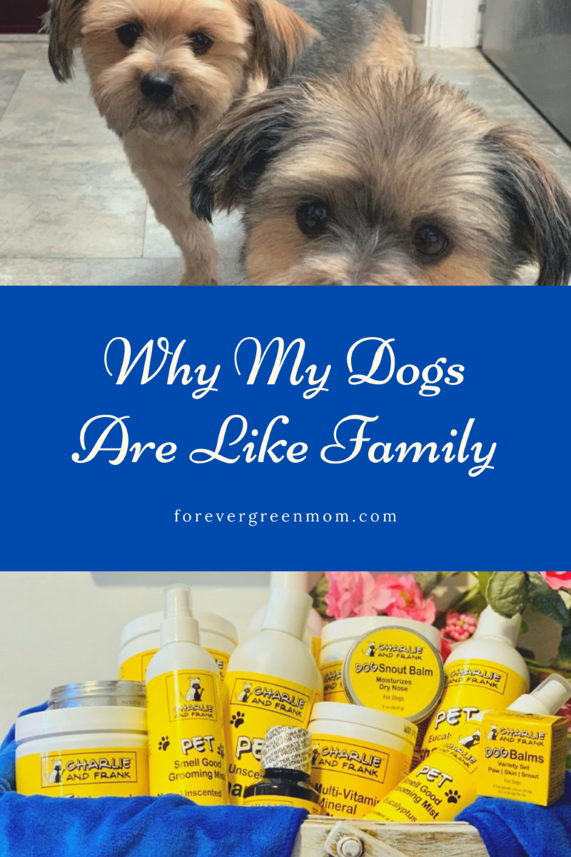 Why My Dogs are Like Family