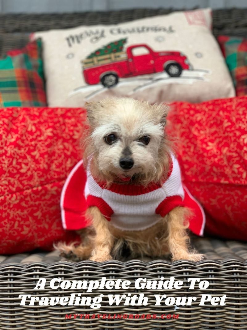 A Complete Guide To Traveling With Your Pet