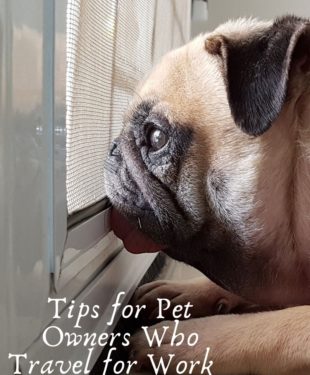 Tips for Pet Owners Who Travel for Work