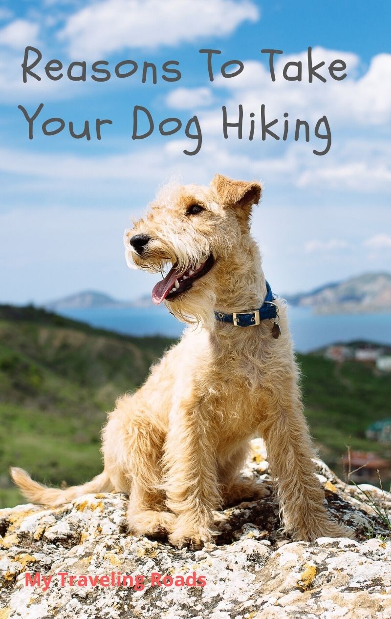 Reasons To Take Your Dog Hiking