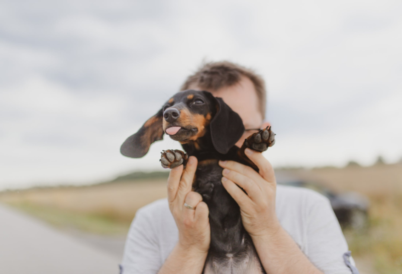 Adopting your first family dog