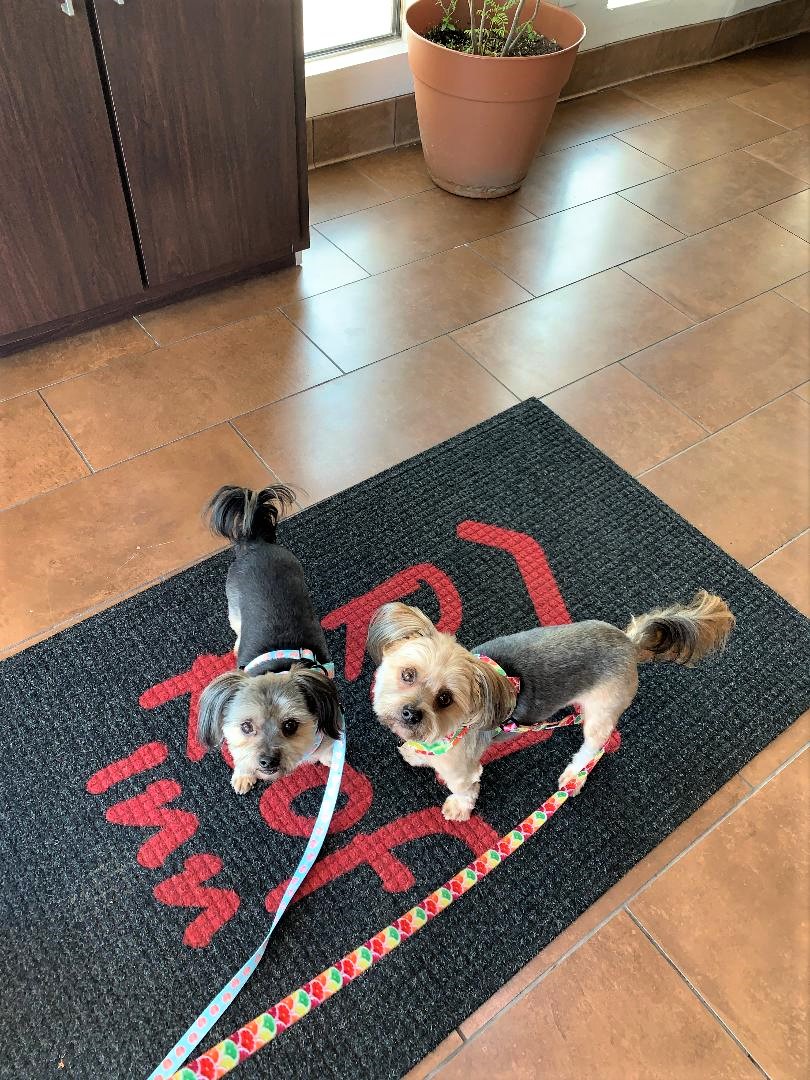 PetFriendly Hotel Where Pets Stay Free My Traveling Roads