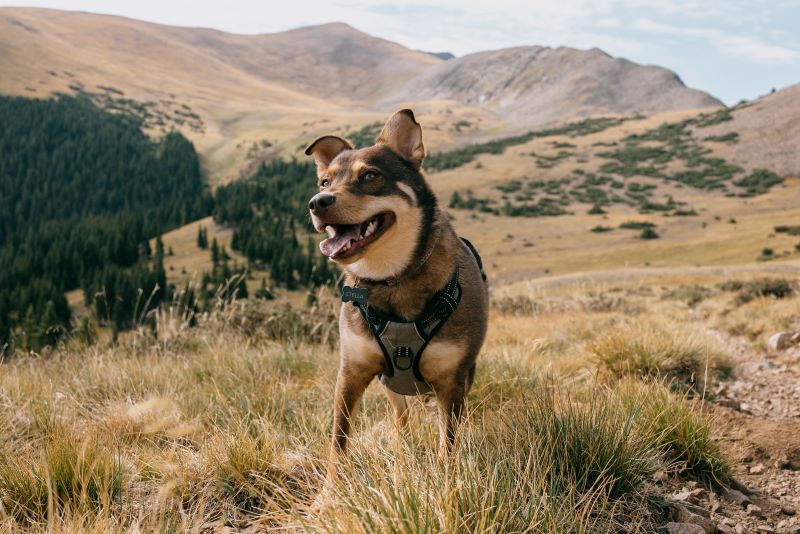 7 Epic Hikes In Taos Ranked by Difficulty